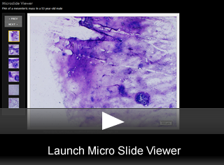 Launch Viewer