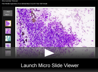 Launch Viewer